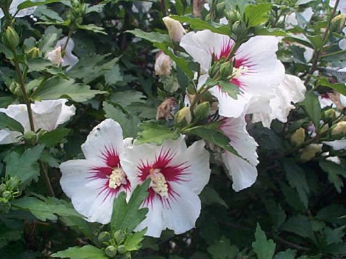HIBISCUS SYRIACUS